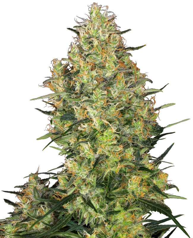 Sensi Seeds - Shiva Skunk (reg.) 🏆
