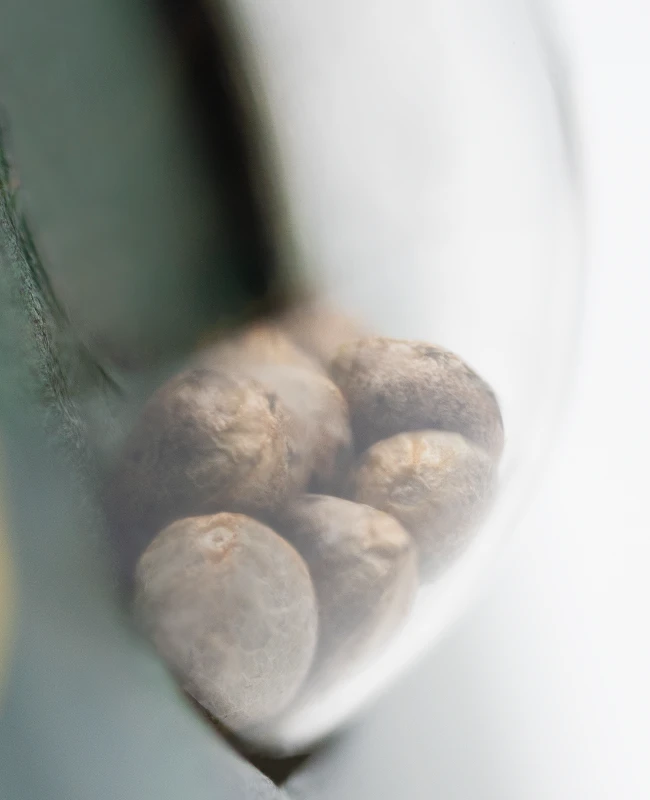 Sensi Seeds - Silver Haze (reg.) 🏆