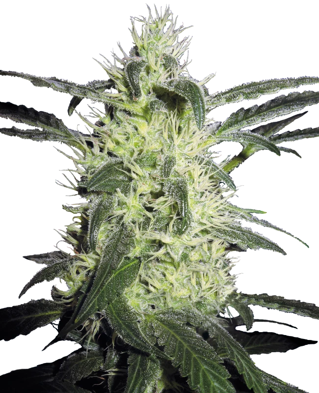 Sensi Seeds - Silver Haze (reg.) 🏆