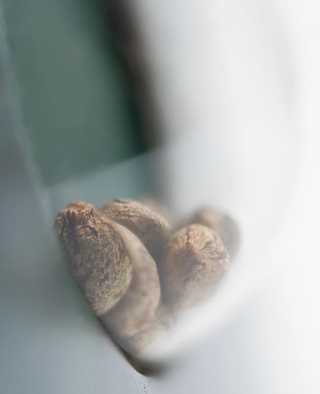 Sensi Seeds - Skunk Kush (reg.)