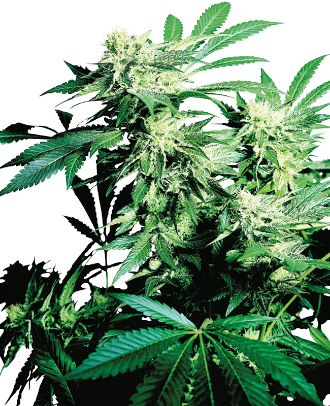 Sensi Seeds - Skunk Kush (reg.)