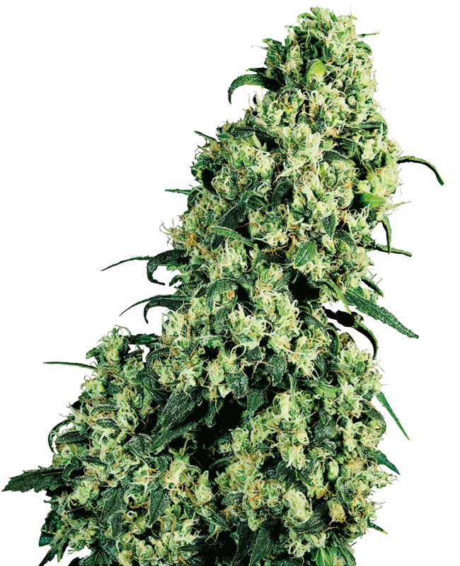 Sensi Seeds - Skunk #1 (reg.) 🏆