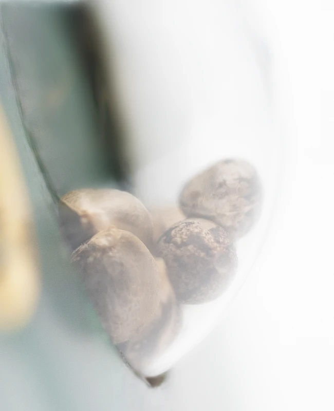 Sensi Seeds - Super Skunk (reg.) 🏆