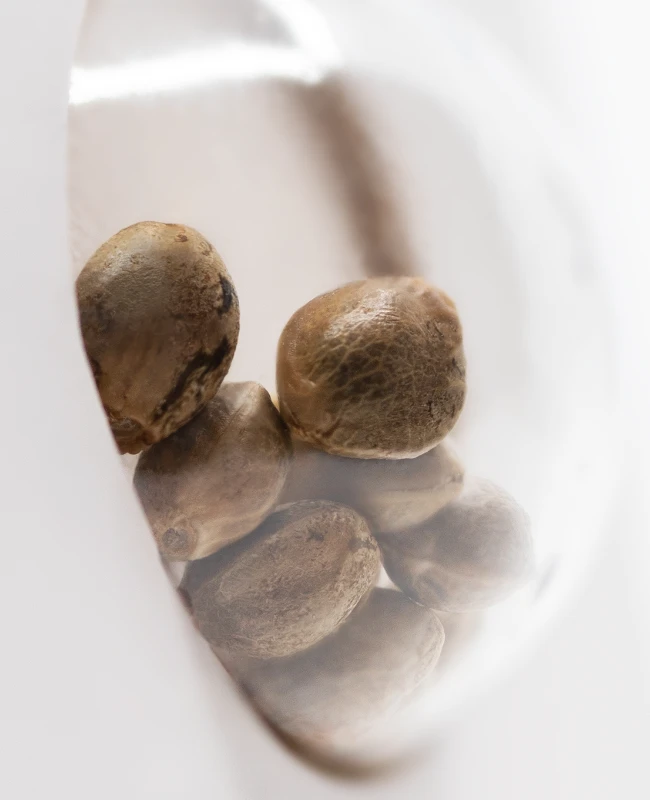 White Label Seeds - Skunk #1 Automatic (auto/fem.) 🏆