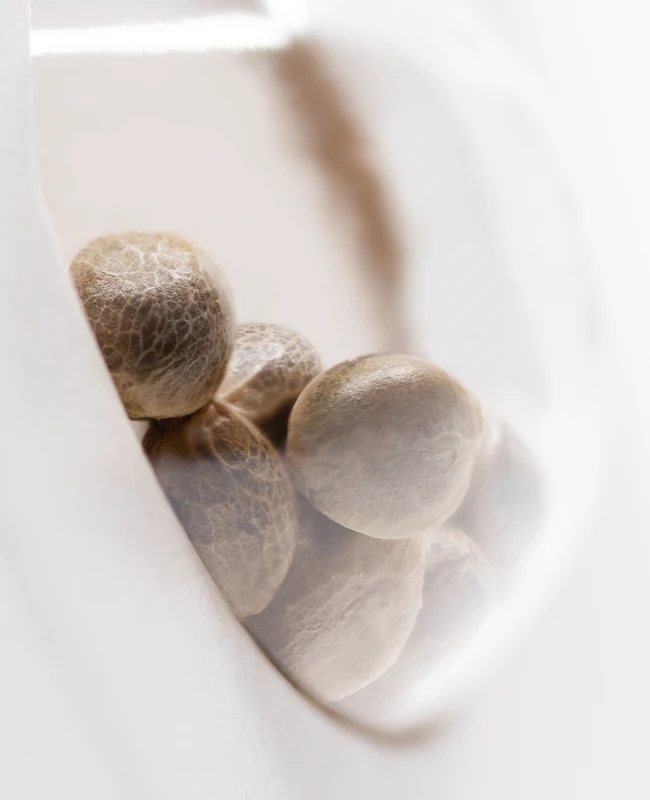 White Label Seeds - Snow Ryder Automatic (auto/fem.)