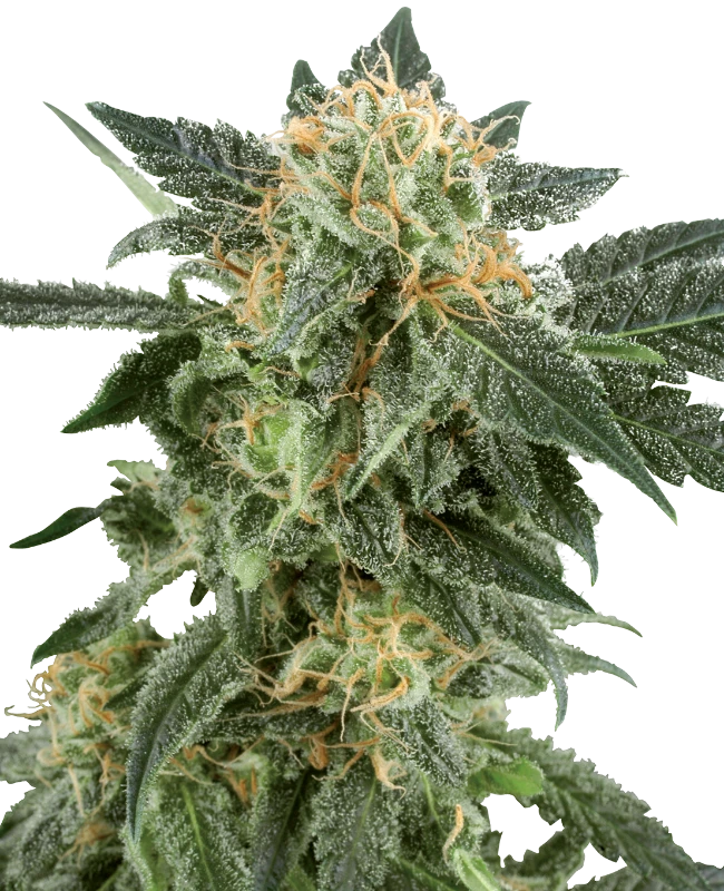 White Label Seeds - Snow Ryder Automatic (auto/fem.)