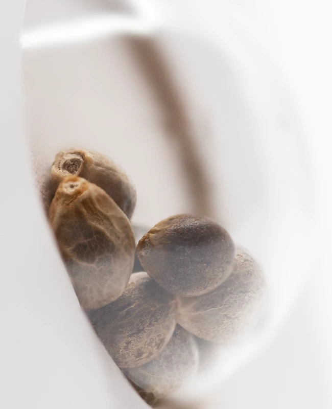 White Label Seeds - Super Skunk Automatic (auto/fem.) 🏆 White Label Seeds - Super Skunk Automatic (auto/fem.) 🏆