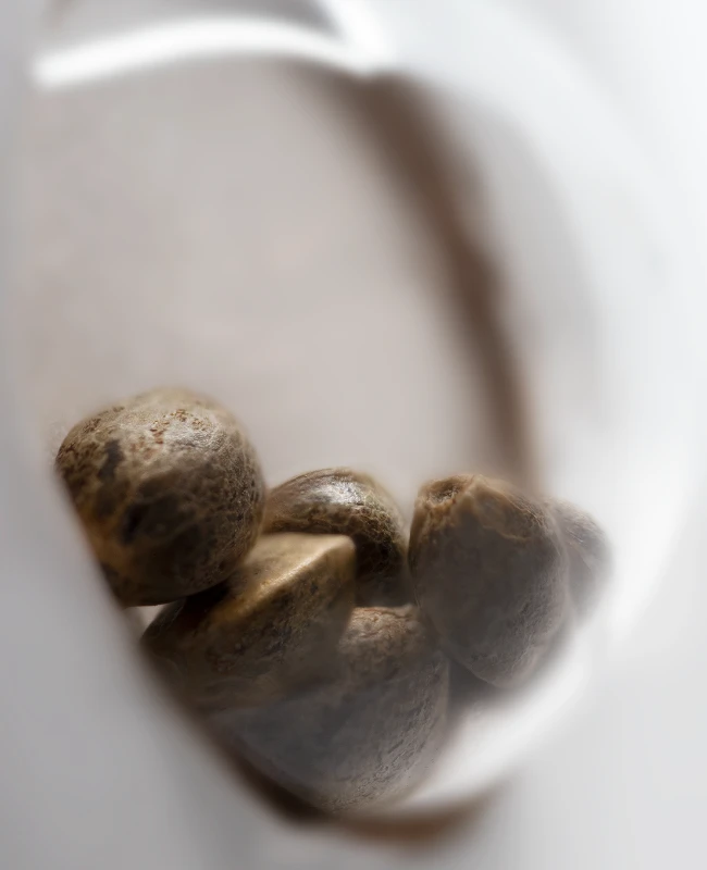 White Label Seeds - White Haze Automatic (auto/fem.)