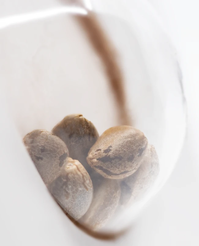 White Label Seeds - Hollands Hope (reg.)