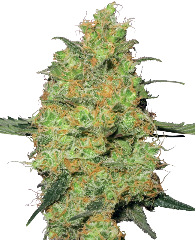 White Label Seeds - Master Kush (reg.) 🏆