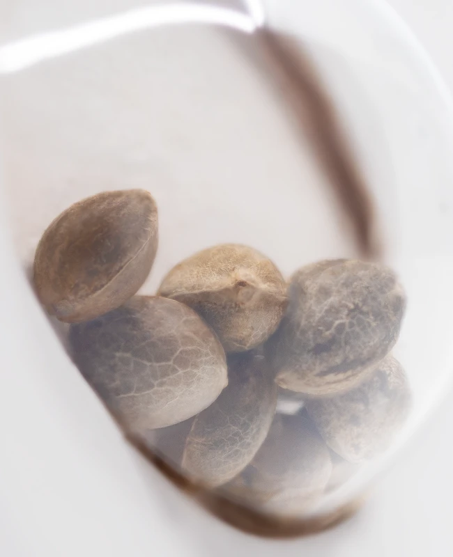 White Label Seeds - Master Kush (reg.) 🏆