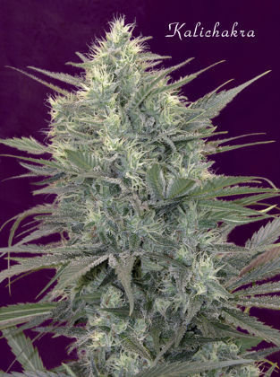 Mandala Seeds - Kalichakra (reg.)