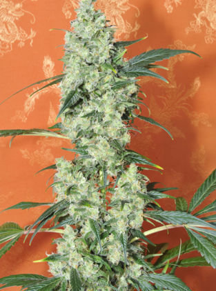 Mandala Seeds - Kalichakra (reg.)