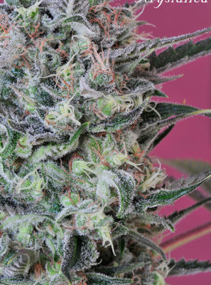 Mandala Seeds - Krystalica (reg.) 05006