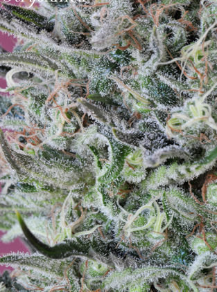 Mandala Seeds - Krystalica (reg.)