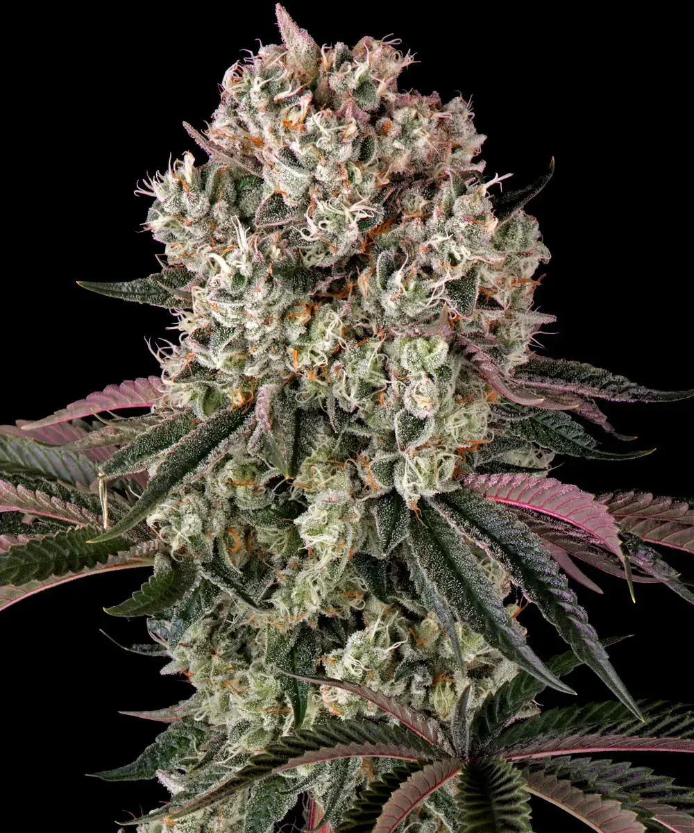 Barney's Farm - Glookies (fem.)