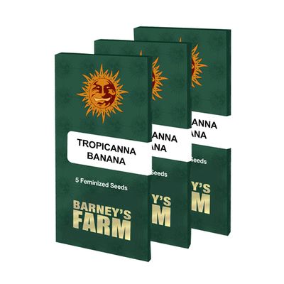 Barney's Farm - Tropicanna Banana (fem.) 06698