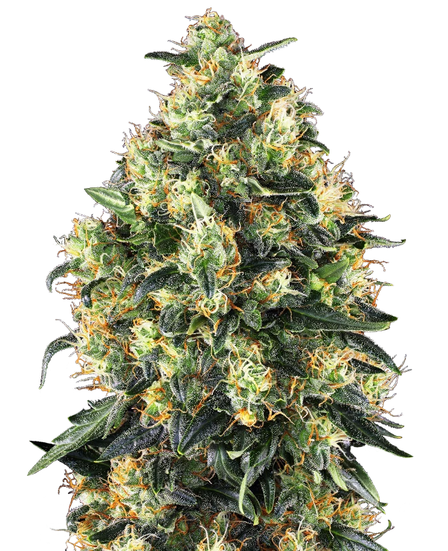 Sensi Seeds - Super Skunk Automatic (auto/fem.) 🏆