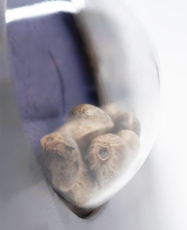 Sensi Seeds - Super Skunk Automatic (auto/fem.) 🏆