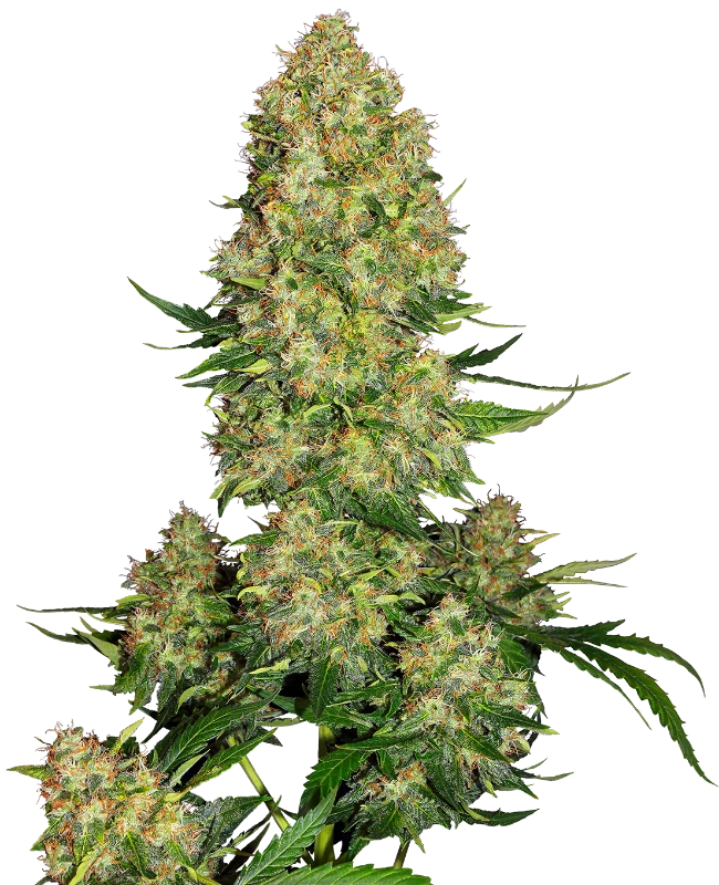 Sensi Seeds - Skunk #1 Automatic (auto/fem.) 🏆
