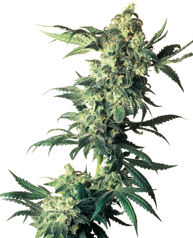 Sensi Seeds - Northern Lights (fem.) 🏆
