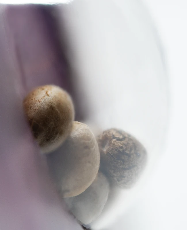 Sensi Seeds - Northern Lights (fem.) 🏆