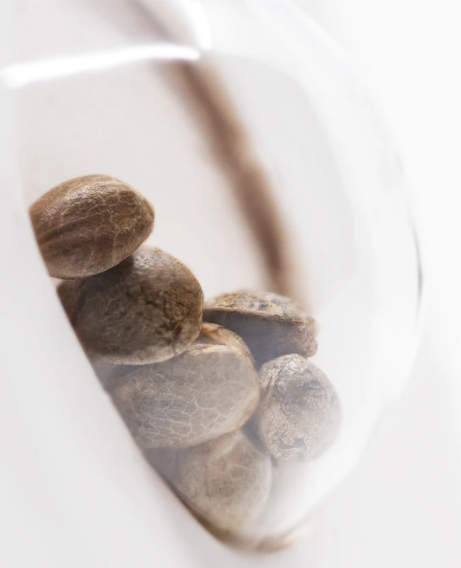 White Label Seeds - Northern Lights Automatic (auto/fem.) 🏆