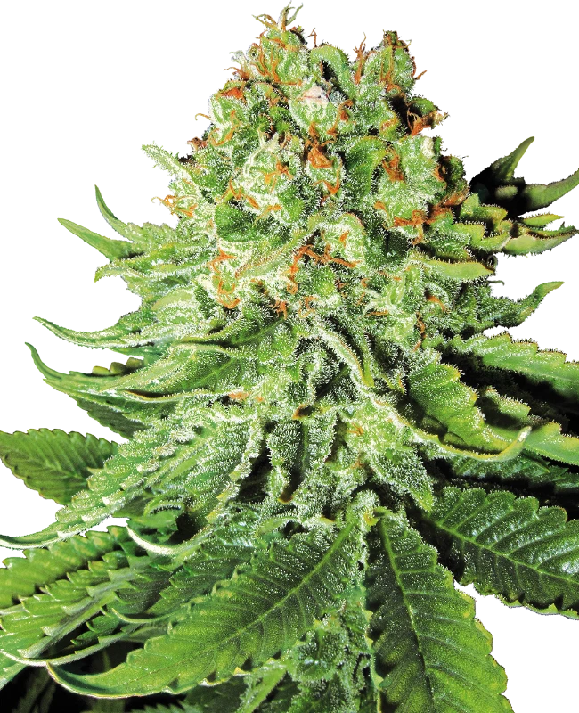 White Label Seeds - Northern Lights Automatic (auto/fem.) 🏆