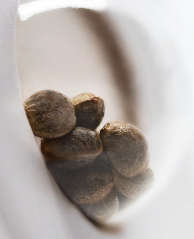 White Label Seeds - White Diesel Haze Automatic (auto/fem.)