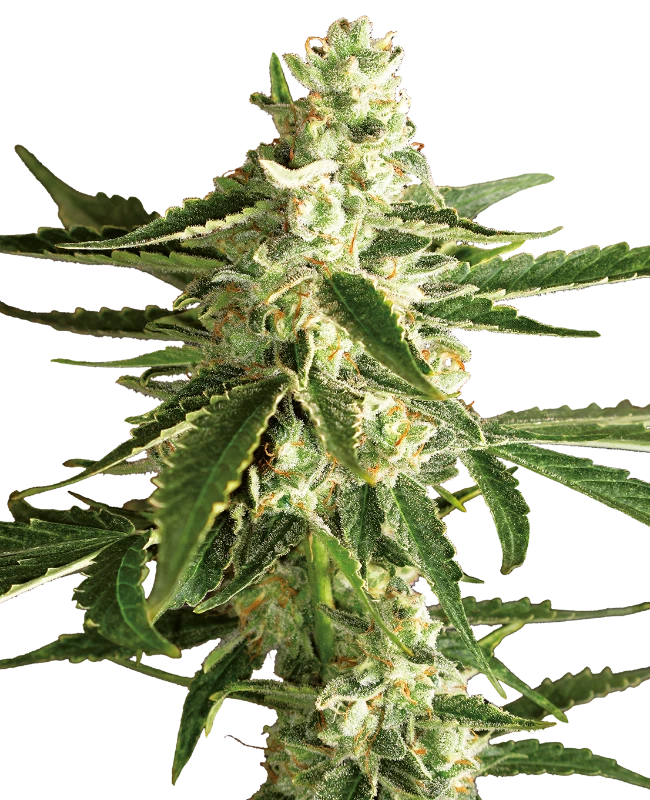 White Label Seeds - White Diesel Haze Automatic (auto/fem.)