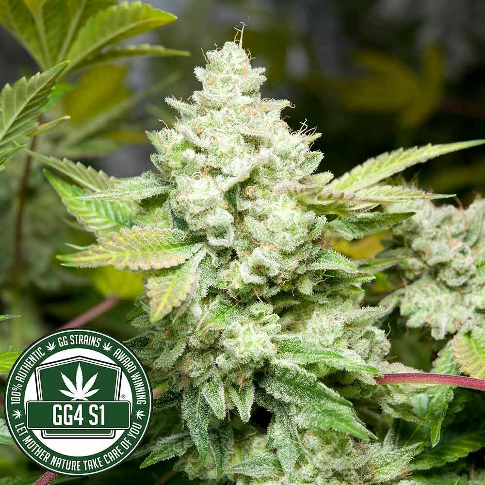 GG Genetics aka GG Strains - Original Gorilla Glue #4 aka GG4 aka Original Glue (fem.) 🏆