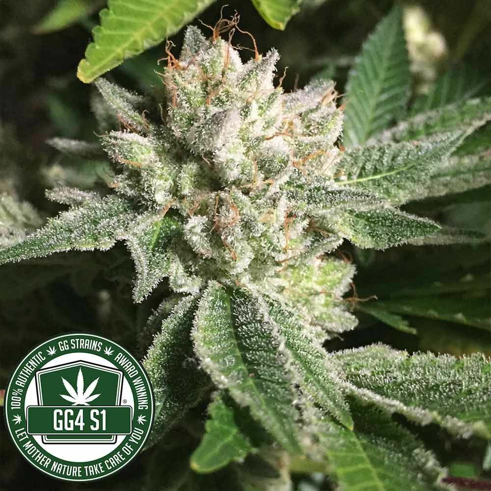 GG Genetics aka GG Strains - Original Gorilla Glue #4 aka GG4 aka Original Glue (fem.) 🏆