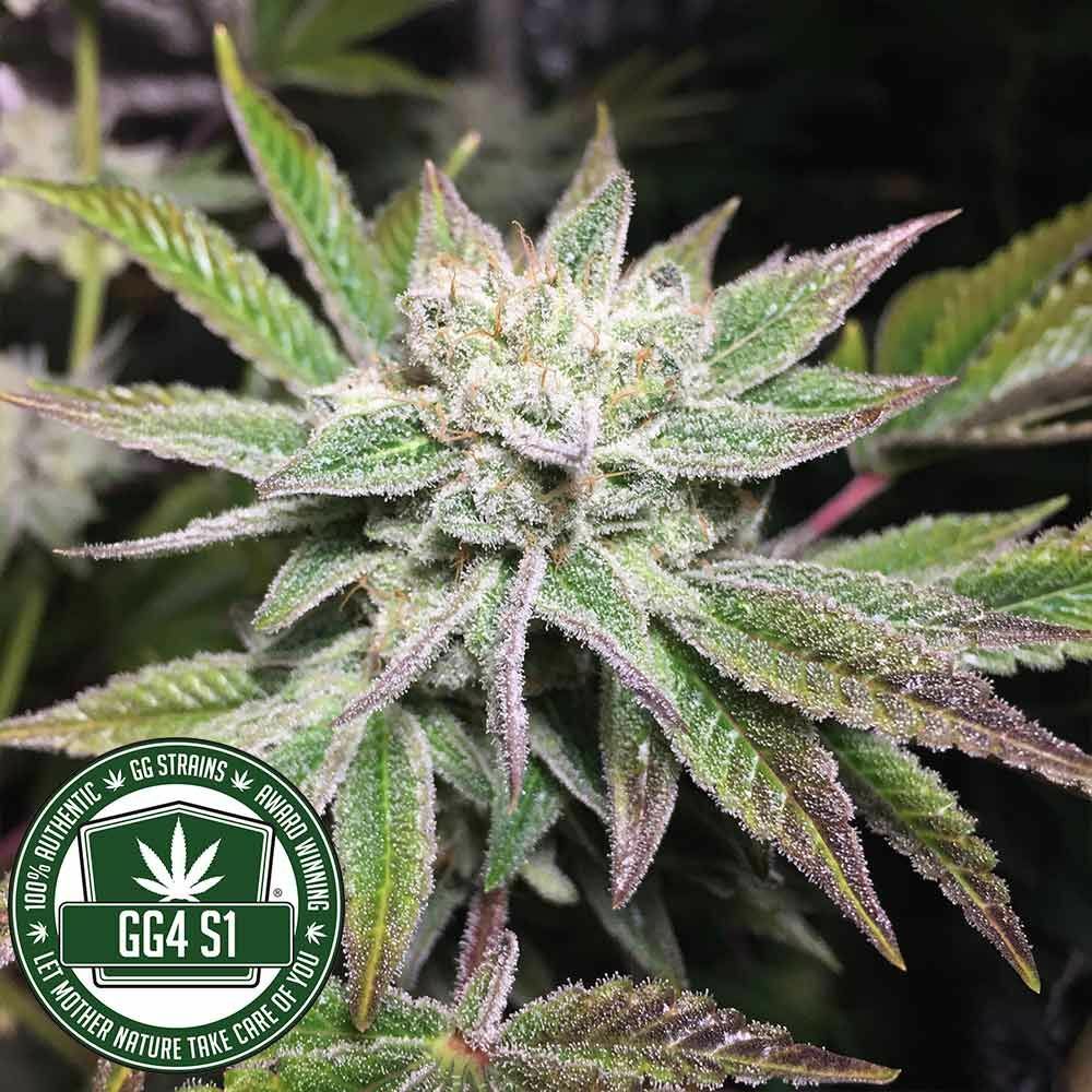 GG Genetics aka GG Strains - Original Gorilla Glue #4 aka GG4 aka Original Glue (fem.) 🏆