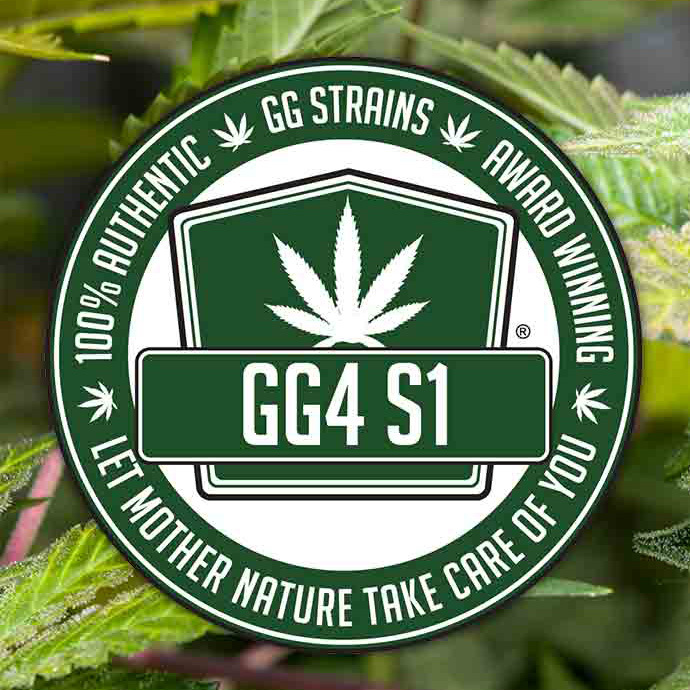 GG Genetics aka GG Strains - Original Gorilla Glue #4 aka GG4 aka Original Glue (fem.) 🏆