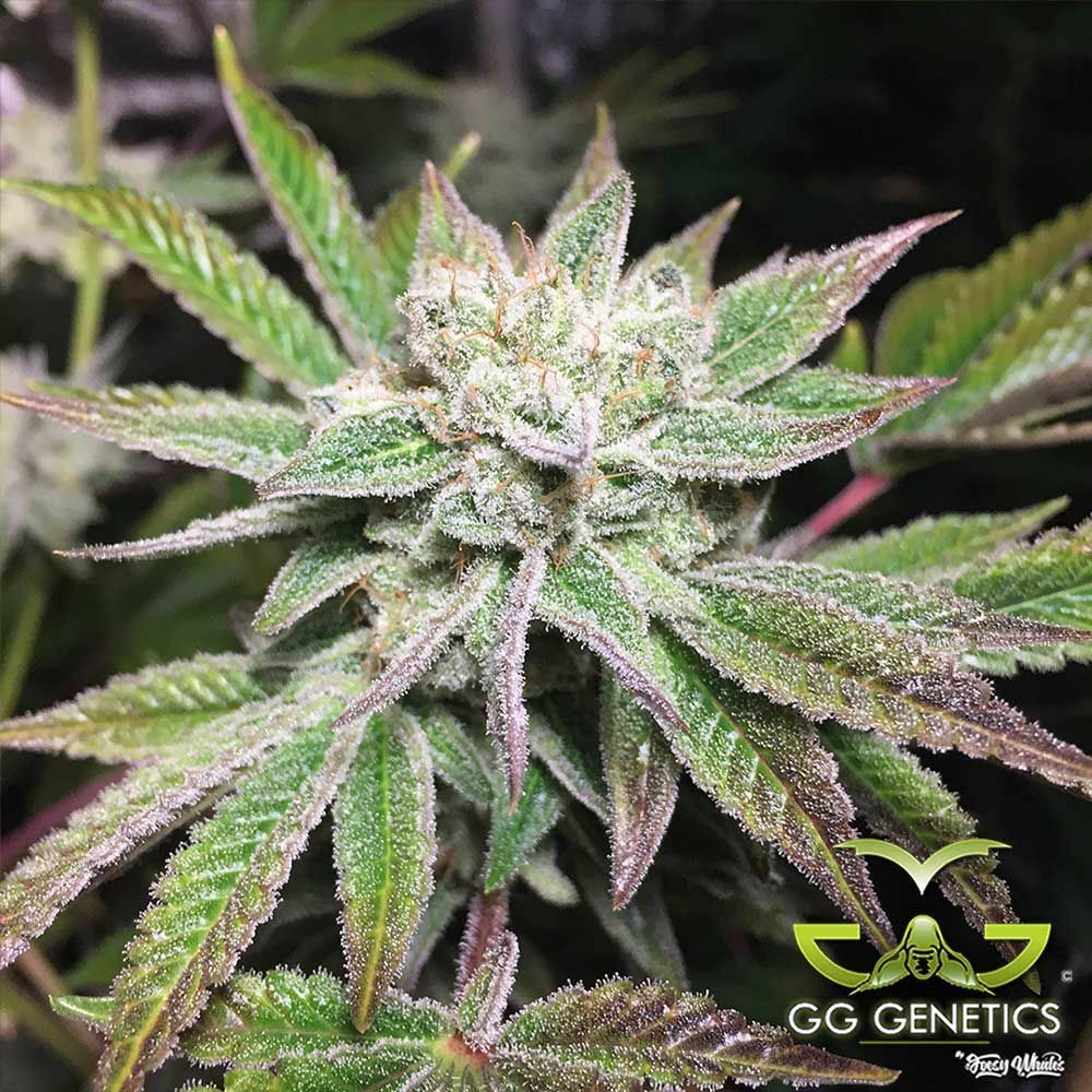 GG Genetics aka GG Strains - Original Gorilla Glue #4 aka GG4 aka Original Glue (fem.) 🏆