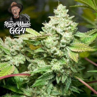 GG Genetics aka GG Strains - Original Gorilla Glue #4 aka GG4 aka Original Glue (fem.) 🏆 07289