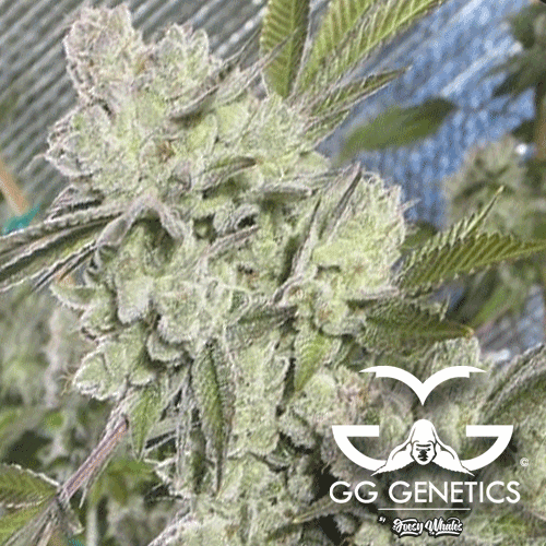 GG Genetics aka GG Strains - Original Gorilla Glue #4 aka GG4 aka Original Glue (fem.) 🏆