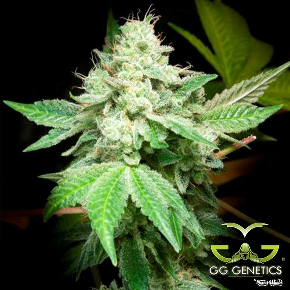 GG Genetics aka GG Strains - Original Gorilla Glue #4 aka GG4 aka Original Glue (fem.) 🏆
