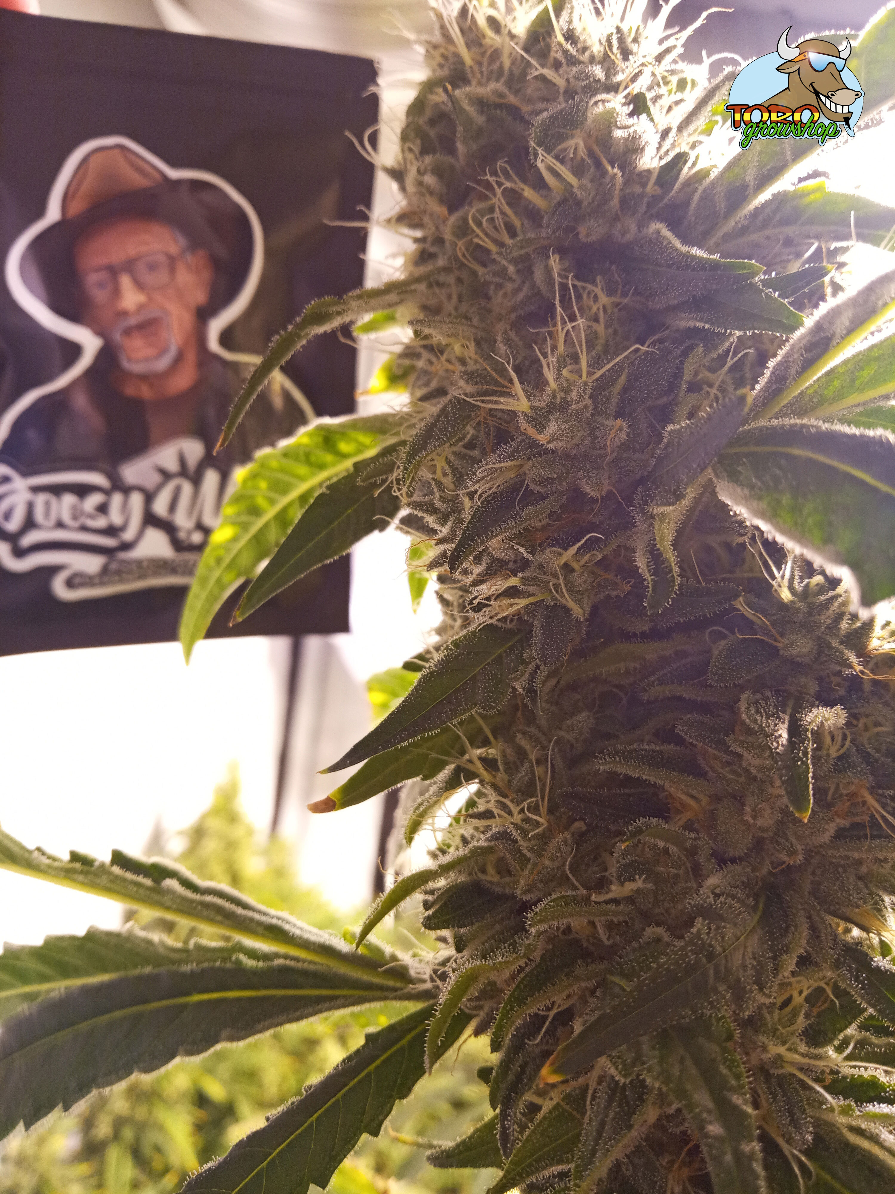 Шишки Original Gorilla Glue #4 aka GG4 выращенные в Toro Growshop. Этап созревания.