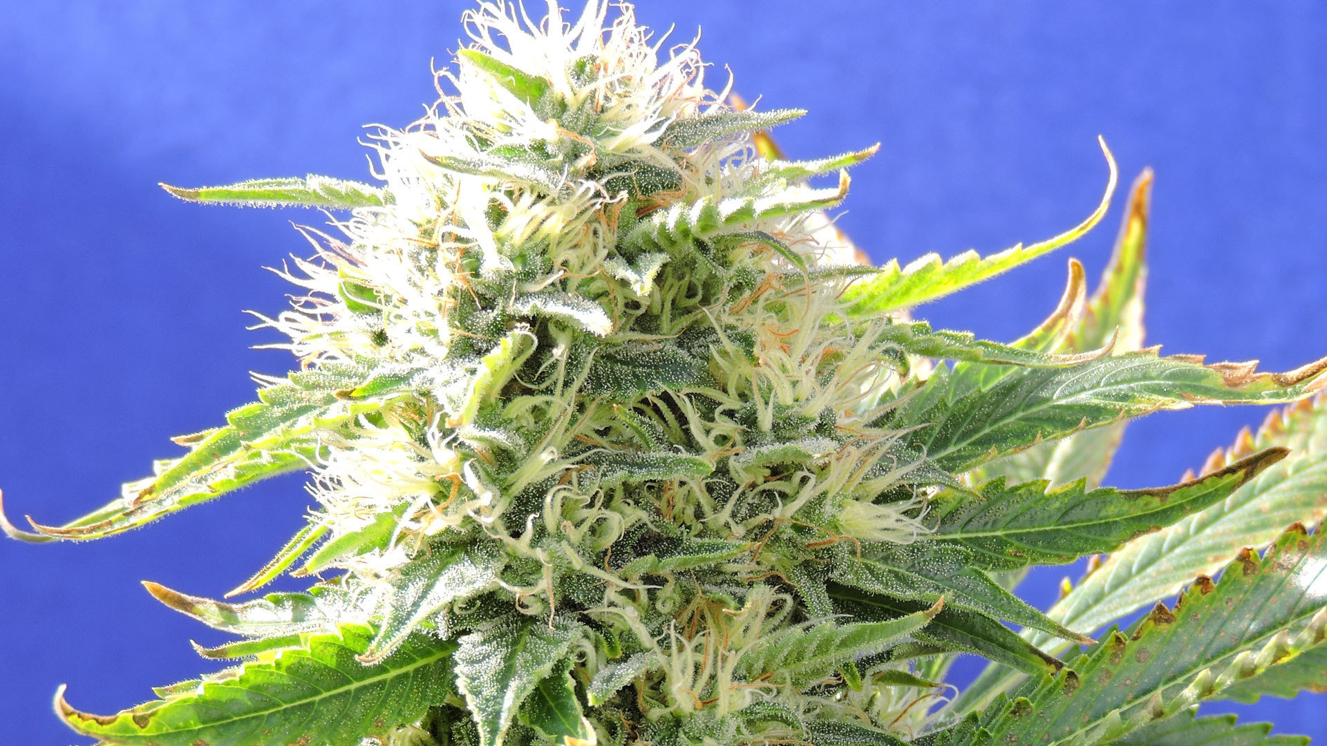 Original Sensible Seeds - Black Destroyer (fem.)
