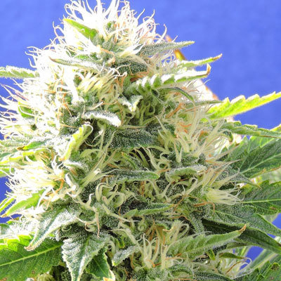 Original Sensible Seeds - Black Destroyer (fem.) 00099