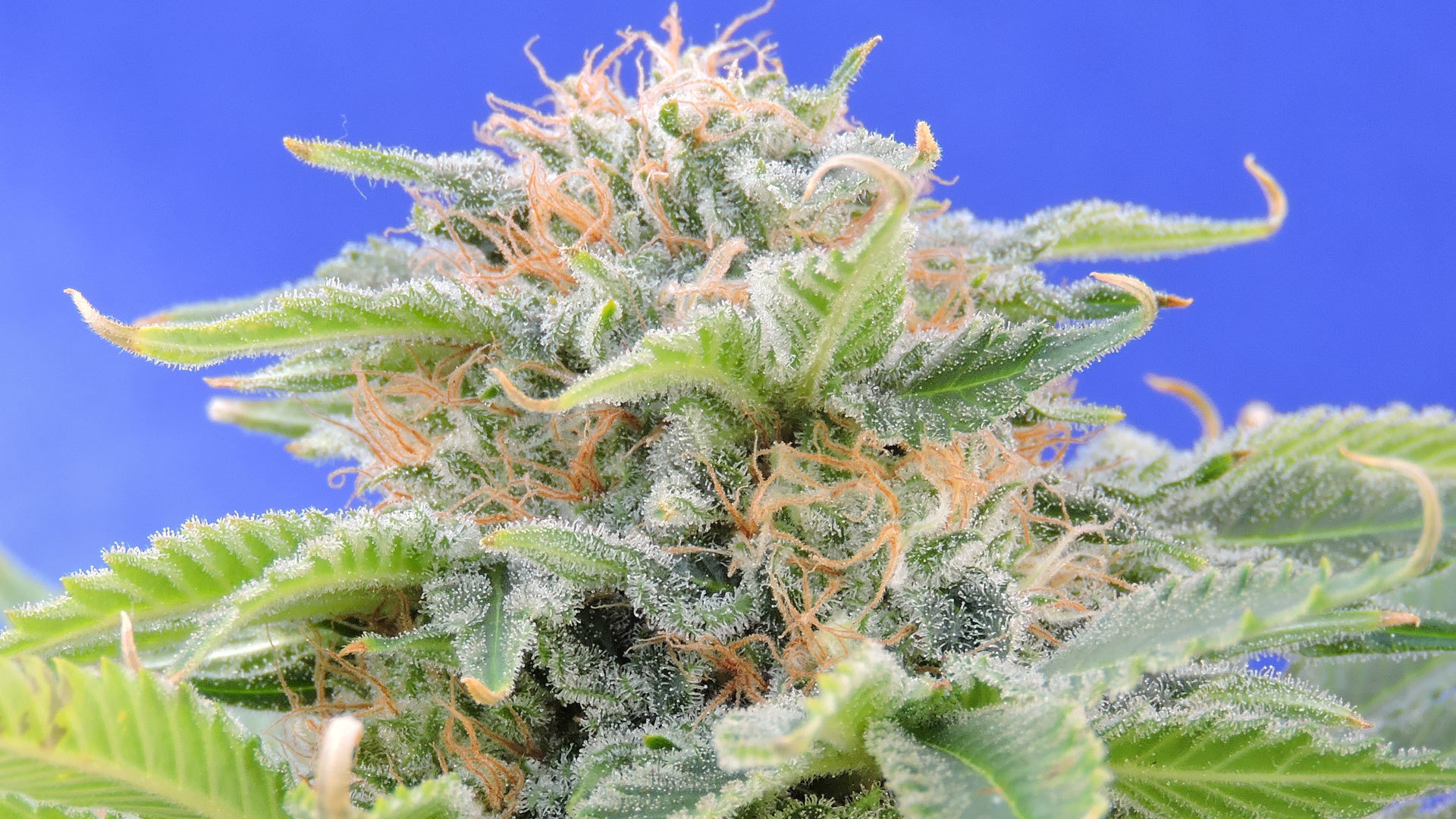 Original Sensible Seeds - Black Gum (fem.)