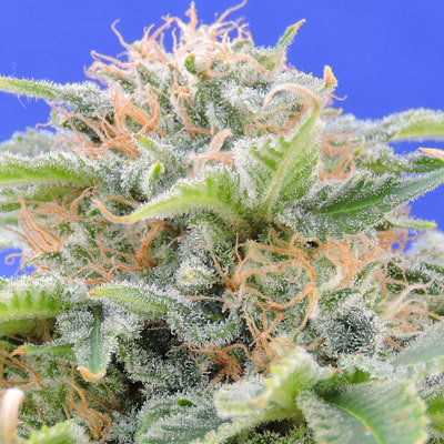 Original Sensible Seeds - Black Gum (fem.) 00100