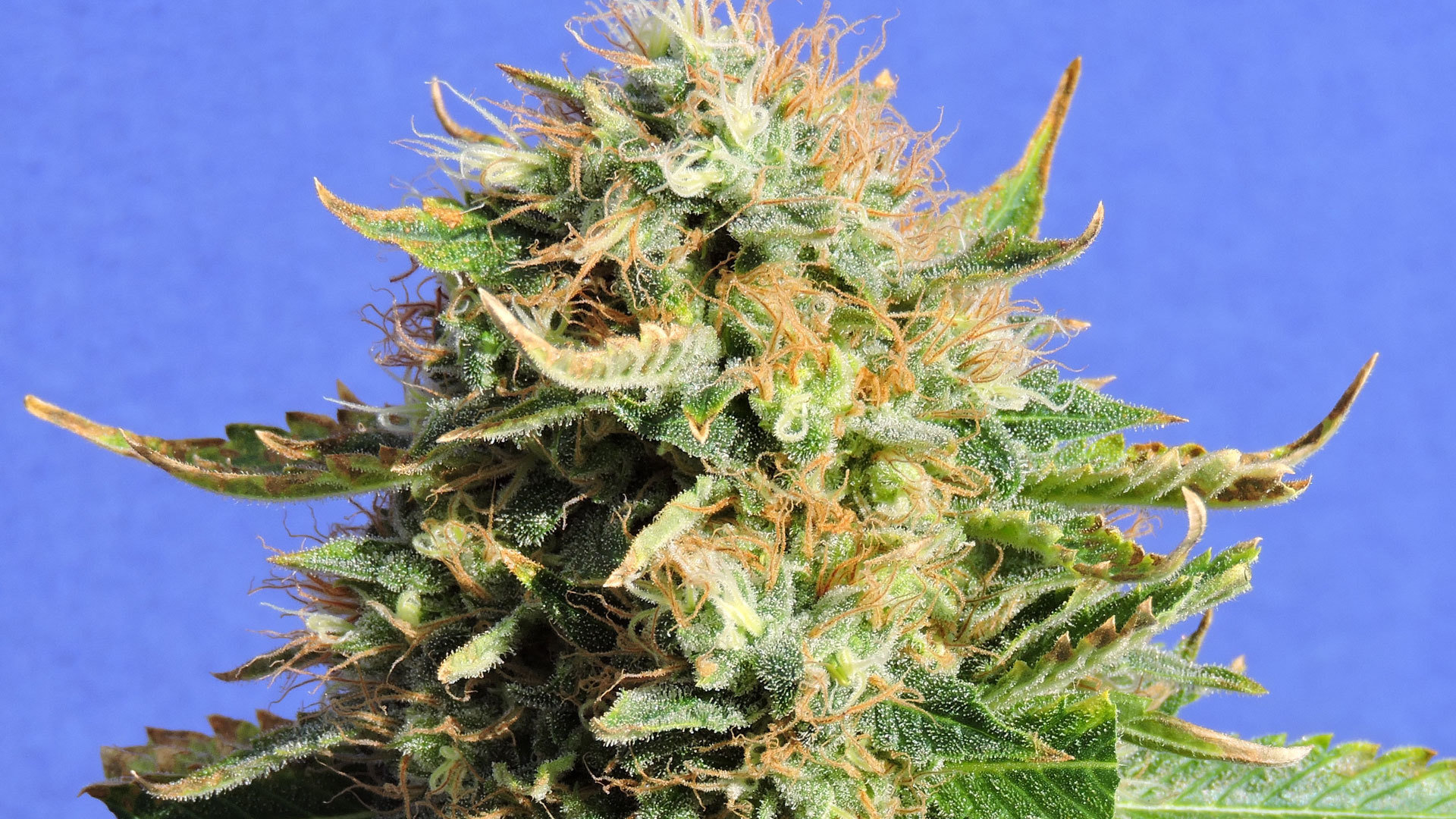 Original Sensible Seeds - Chronic Lights (fem.)