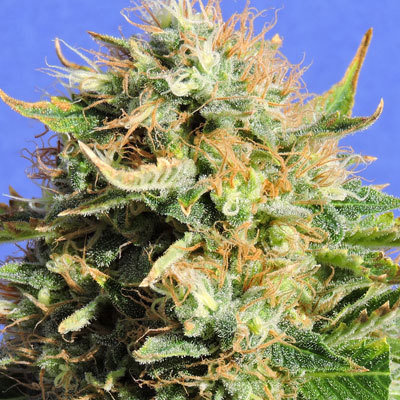 Original Sensible Seeds - Chronic Lights (fem.) 00101