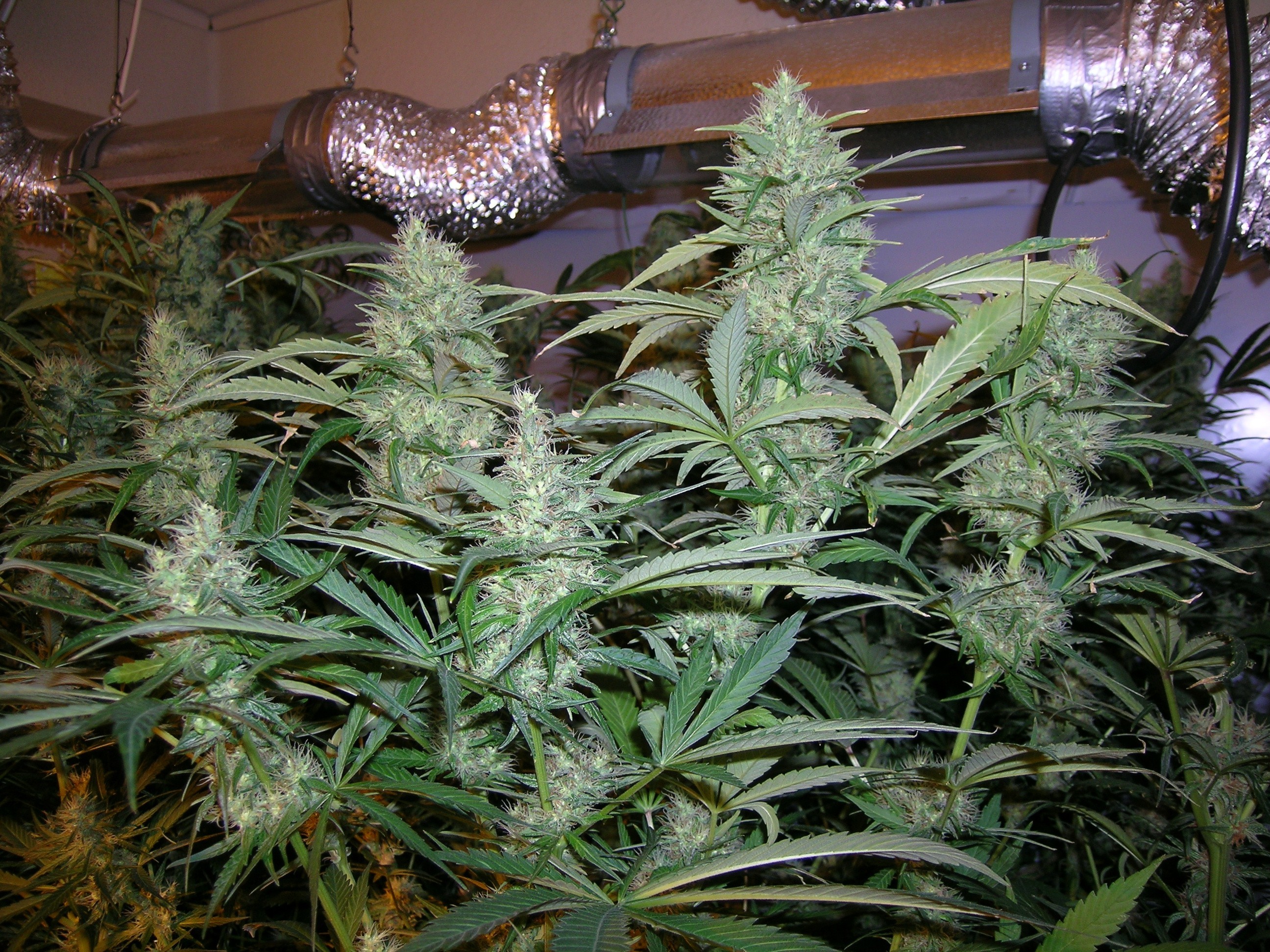 Original Sensible Seeds - Pure Africa (fem.)