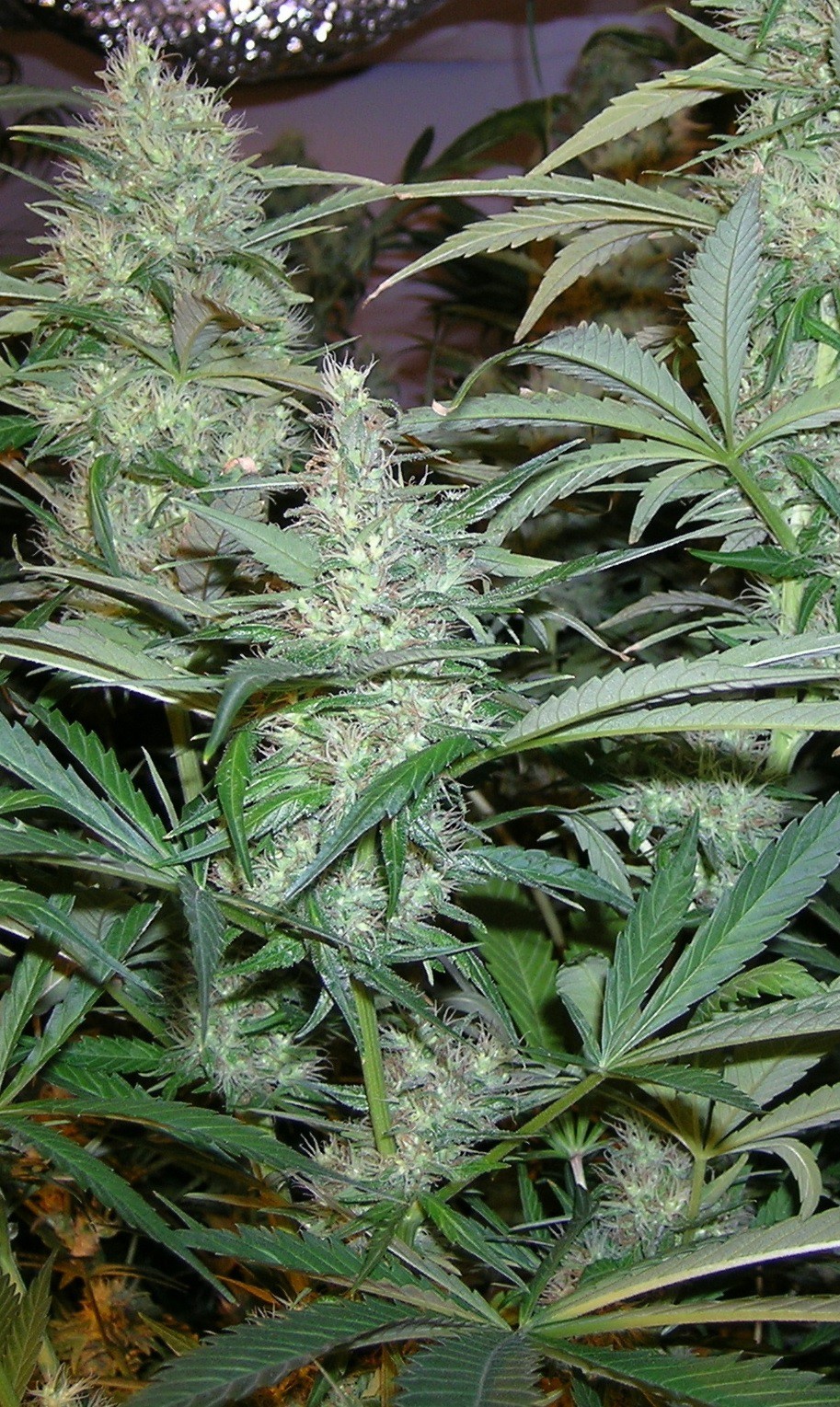 Original Sensible Seeds - Pure Africa (fem.)