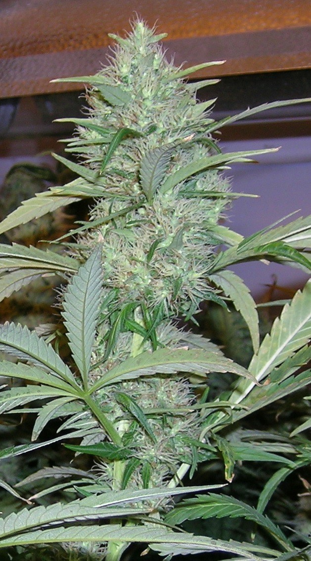 Original Sensible Seeds - Pure Africa (fem.)