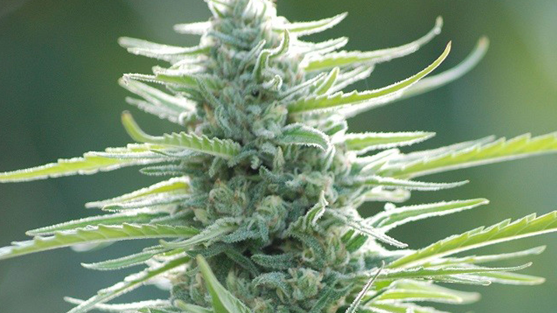 Original Sensible Seeds - Pure Africa (fem.)