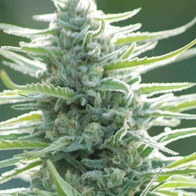 Original Sensible Seeds - Pure Africa (fem.) 00102
